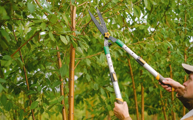 Tree trimming in Harris, IA